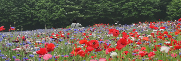 とちぎわんぱく公園 写真
