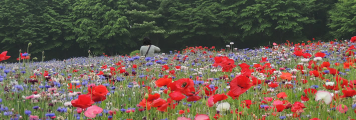 とちぎわんぱく公園 写真