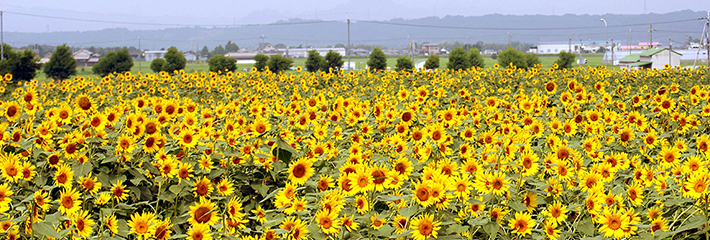 ひまわりの丘公園 写真